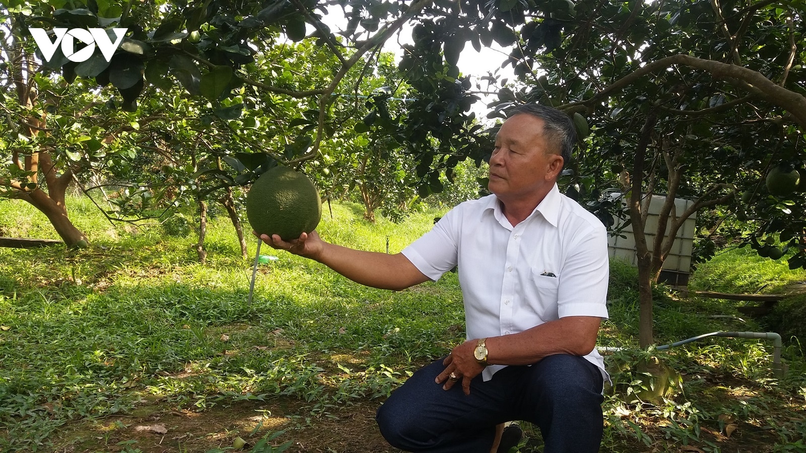 Người cao tuổi ngày càng chiếm tỉ lệ cao hơn trên thị trường lao động